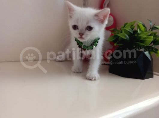 Britsh Blue Point Minnoş Prenses  görsel