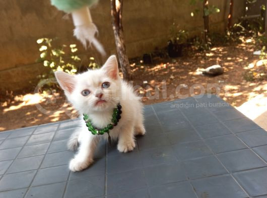 Britsh Blue Point Minnoş Prenses  görsel