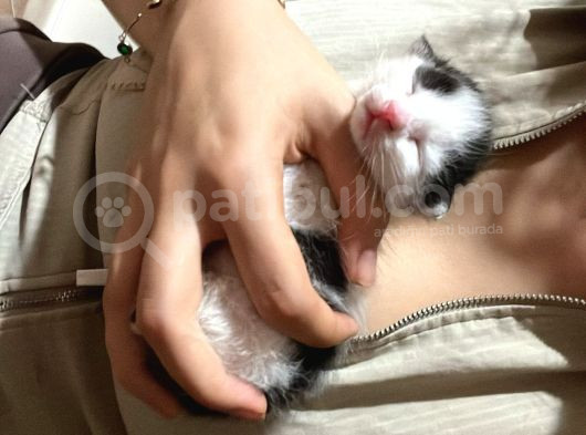 Yavru Kedi Için Sahip Arıyoruz görsel