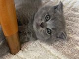 British Shorthair Scottish Fold
