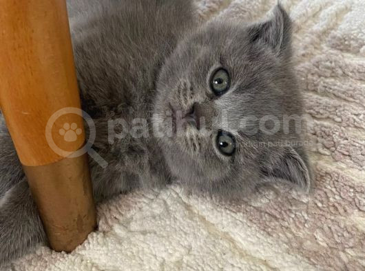 British Shorthair Scottish Fold görsel