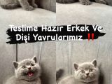 British Shorthair Scottish Fold