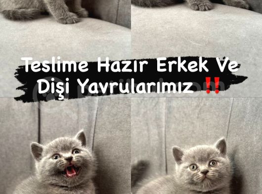 British Shorthair Scottish Fold