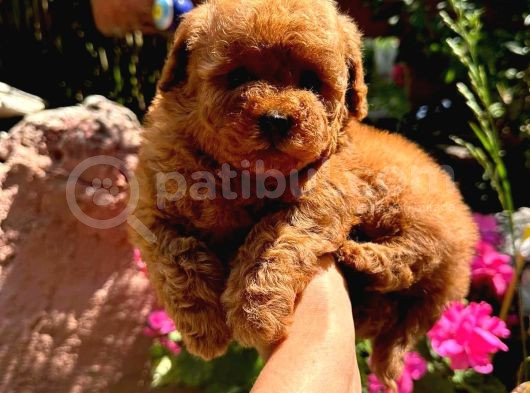 Kore Poodle Yavrularım görsel