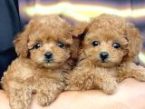 Maltipo cinsi yavrular kahve tonlu mini boy puppy 