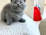 British Shorthair Scottish Fold