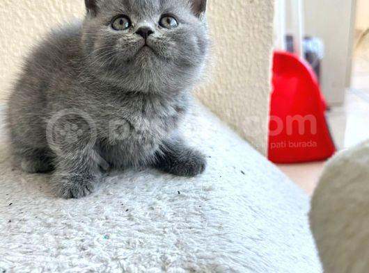 British Shorthair Scottish Fold görsel