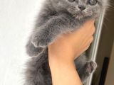 British Shorthair Scottish Fold