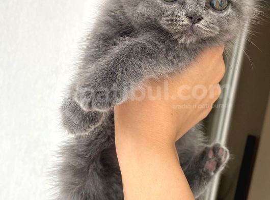 British Shorthair Scottish Fold görsel