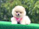 Pomerian boo bebekler