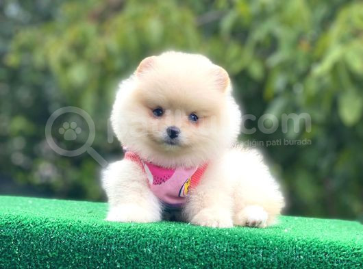 Pomerian Boo Bebekler