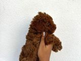 Safkan Toy Poodle Yavruları