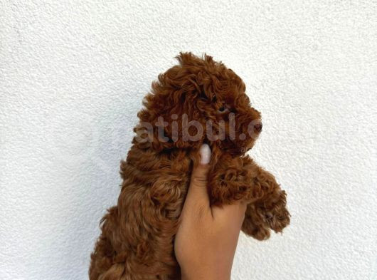 Safkan Toy Poodle Yavruları görsel