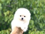 Pomerian Boo Bebekler