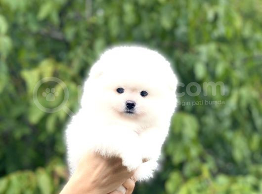 Pomerian Boo Bebekler görsel