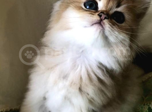 Kışın En Güzel Beyaz Kedileri görsel