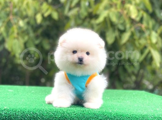 Pomerian Boo Bebekler görsel