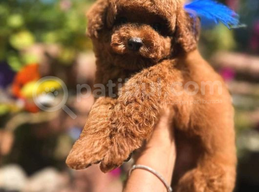 Kore Poodle Yavrularım görsel