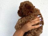 Safkan Toy Poodle Yavruları