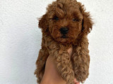 Safkan Toy Poodle Yavruları