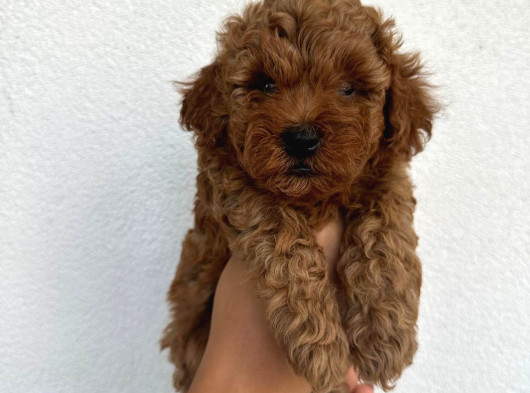Safkan Toy Poodle Yavruları
