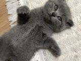 British Shorthair Scottish Fold