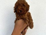 Safkan Toy Poodle Yavruları