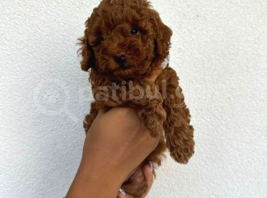 Safkan Toy Poodle Yavruları görsel