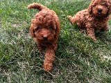 Safkan Toy Poodle Yavruları