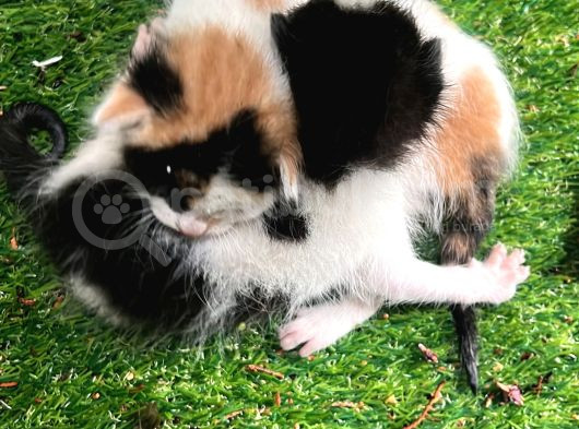 Yavru Kedi Için Sahip Arıyoruz
