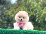 Pomerian Boo Bebekler