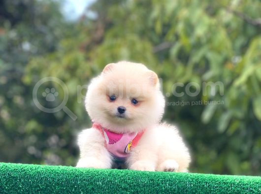 Pomerian Boo Bebekler görsel
