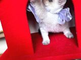 Safkan British Shorthair Kardeşler Yeni Ailesini Arıyor