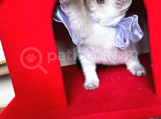 Safkan British Shorthair Kardeşler Yeni Ailesini Arıyor görsel