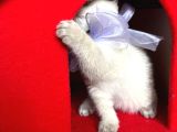 Safkan British Shorthair Kardeşler Yeni Ailesini Arıyor