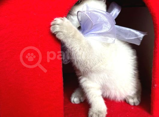 Safkan British Shorthair Kardeşler Yeni Ailesini Arıyor görsel