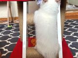 Safkan British Shorthair Kardeşler Yeni Ailesini Arıyor