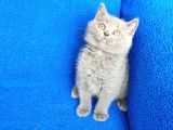 Ayi  Surat Mükemmel Bi̇r Bri̇ti̇sh