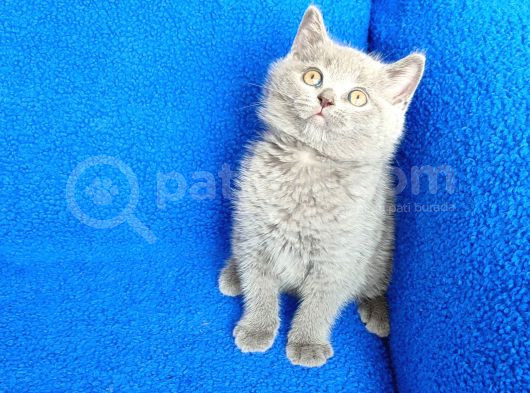 Ayi  Surat Mükemmel Bi̇r Bri̇ti̇sh görsel