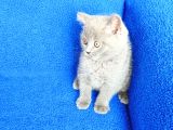 Ayi  Surat Mükemmel Bi̇r Bri̇ti̇sh