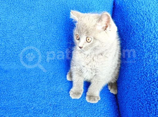 Ayi  Surat Mükemmel Bi̇r Bri̇ti̇sh görsel