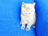 Ayi  Surat Mükemmel Bi̇r Bri̇ti̇sh