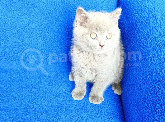 Ayi  Surat Mükemmel Bi̇r Bri̇ti̇sh görsel