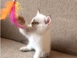Safkan British Shorthair Kardeşler Yeni Ailesini Arıyor