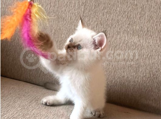 Safkan British Shorthair Kardeşler Yeni Ailesini Arıyor görsel