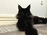 Main Coon Kızımıza Eş Arıyoruz