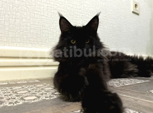 Main Coon Kızımıza Eş Arıyoruz görsel