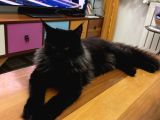 Main coon kızımıza eş arıyoruz