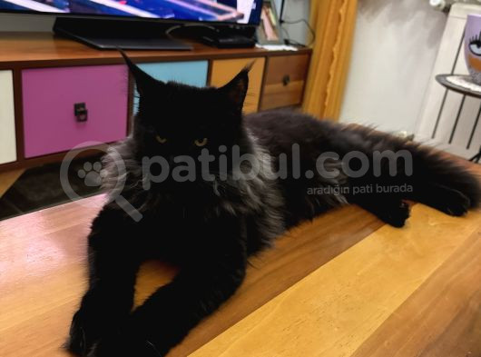 Main Coon Kızımıza Eş Arıyoruz