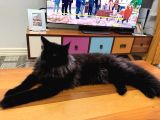 Main Coon Kızımıza Eş Arıyoruz